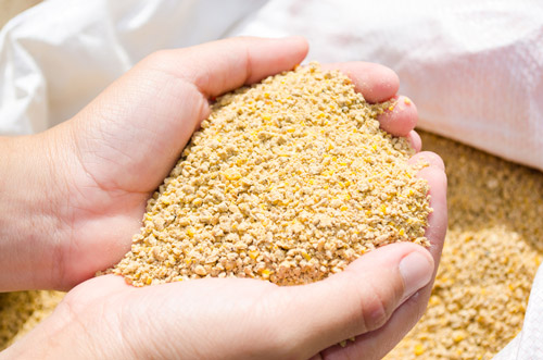corn feed